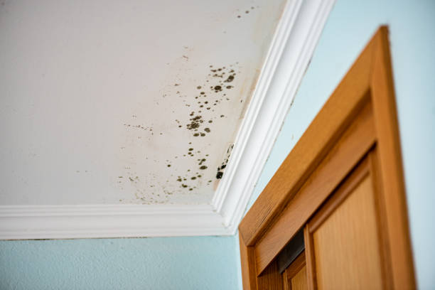 Best Commercial Mold Remediation in Kershaw, SC