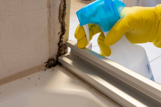 Best Residential Mold Remediation in Kershaw, SC