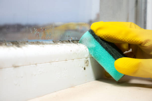 Best Black Mold Remediation in Kershaw, SC