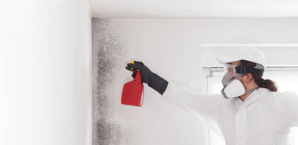 Best DIY Mold Remediation Support Services in Kershaw, SC