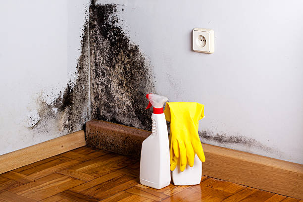 Best Insurance-Related Mold Remediation in Kershaw, SC